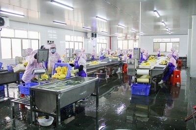 菠蘿的海不一般，徐聞果香引客來