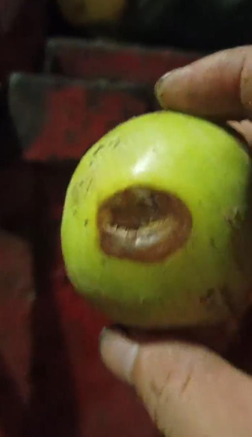 禮泉爛蘋果榨汁風(fēng)波 企業(yè)稱有選果流程，市監(jiān)局緊急叫停產(chǎn)品出庫